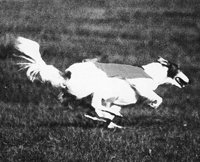 Top Lure Coursing Borzoi 1987